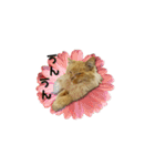 長毛猫イーちゃんの実写真スタンプ（個別スタンプ：31）