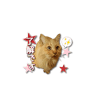 長毛猫イーちゃんの実写真スタンプ（個別スタンプ：33）