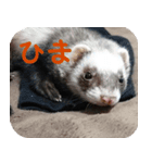 フェレットの祭ちゃん2（個別スタンプ：2）