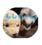 フェレットの祭ちゃん2（個別スタンプ：5）