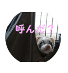 フェレットの祭ちゃん2（個別スタンプ：6）