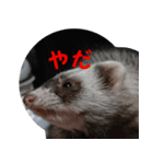 フェレットの祭ちゃん2（個別スタンプ：7）