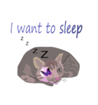 Cat_Story（個別スタンプ：1）