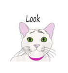 Cat_Story（個別スタンプ：4）