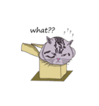 Cat_Story（個別スタンプ：13）