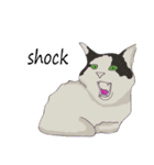 Cat_Story（個別スタンプ：14）