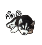 Husky Puppy Ava（個別スタンプ：2）