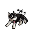 Husky Puppy Ava（個別スタンプ：8）