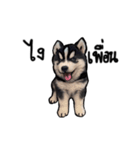 Husky Puppy Ava（個別スタンプ：11）