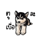 Husky Puppy Ava（個別スタンプ：12）