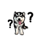 Husky Puppy Ava（個別スタンプ：13）