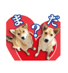 保護犬のわんこ2（個別スタンプ：5）