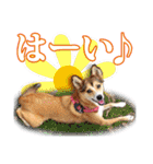 保護犬のわんこ2（個別スタンプ：6）