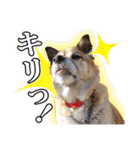 保護犬のわんこ2（個別スタンプ：7）