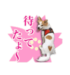 保護犬のわんこ2（個別スタンプ：8）