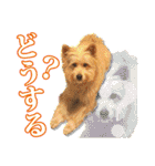 保護犬のわんこ2（個別スタンプ：16）