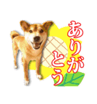 保護犬のわんこ2（個別スタンプ：18）