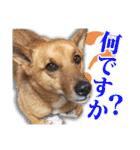 保護犬のわんこ2（個別スタンプ：19）