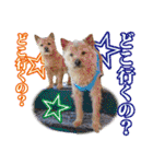 保護犬のわんこ2（個別スタンプ：20）