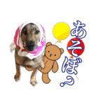 保護犬のわんこ2（個別スタンプ：22）