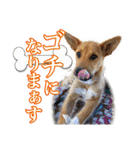 保護犬のわんこ2（個別スタンプ：25）