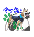 保護犬のわんこ2（個別スタンプ：26）