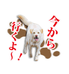 保護犬のわんこ2（個別スタンプ：29）