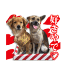 保護犬のわんこ2（個別スタンプ：32）