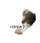 犬ちゃんズ3（個別スタンプ：3）