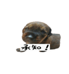 犬ちゃんズ3（個別スタンプ：7）