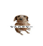 犬ちゃんズ3（個別スタンプ：11）