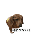 犬ちゃんズ3（個別スタンプ：13）