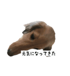 犬ちゃんズ3（個別スタンプ：16）