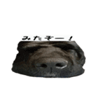 犬ちゃんズ3（個別スタンプ：19）