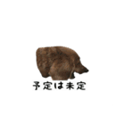 犬ちゃんズ3（個別スタンプ：20）