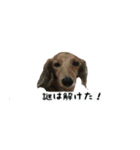 犬ちゃんズ3（個別スタンプ：21）