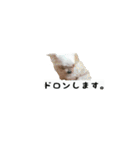 犬ちゃんズ3（個別スタンプ：23）