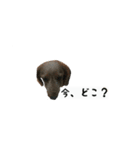 犬ちゃんズ3（個別スタンプ：24）