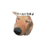 犬ちゃんズ3（個別スタンプ：27）
