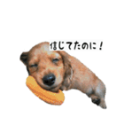 犬ちゃんズ3（個別スタンプ：30）
