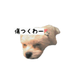 犬ちゃんズ3（個別スタンプ：31）