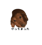 犬ちゃんズ3（個別スタンプ：33）