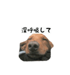 犬ちゃんズ3（個別スタンプ：34）