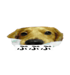 犬ちゃんズ3（個別スタンプ：36）