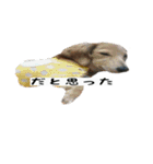 犬ちゃんズ3（個別スタンプ：40）