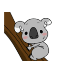Coala（個別スタンプ：1）
