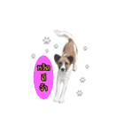Ha-ma Dog（個別スタンプ：1）