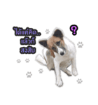 Ha-ma Dog（個別スタンプ：2）