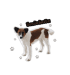 Ha-ma Dog（個別スタンプ：3）