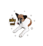 Ha-ma Dog（個別スタンプ：4）